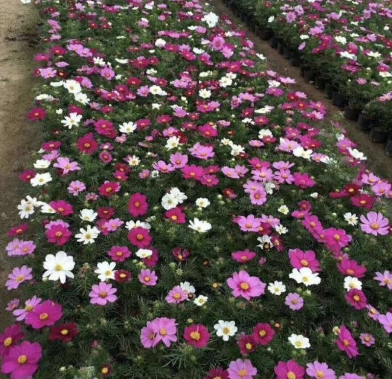 波斯菊批发