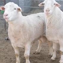 优选【澳洲白种绵羊】种公羊怀孕大母羊可视频挑选