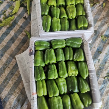 辽宁锦州北镇中安甜椒，冷棚，甜椒，太空椒，方辣椒