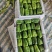 辽宁锦州北镇中安甜椒，冷棚，甜椒，太空椒，方辣椒