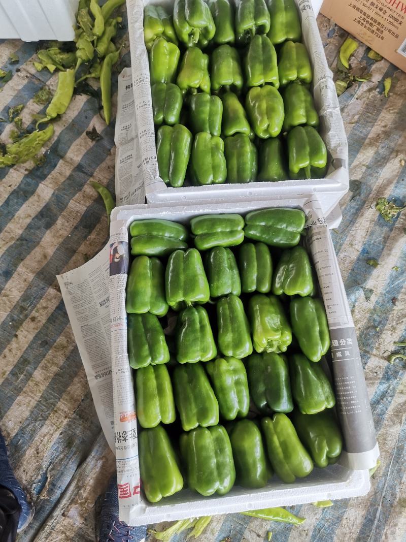 辽宁锦州北镇中安甜椒，冷棚，甜椒，太空椒，方辣椒