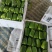 辽宁锦州北镇中安甜椒，冷棚，甜椒，太空椒，方辣椒