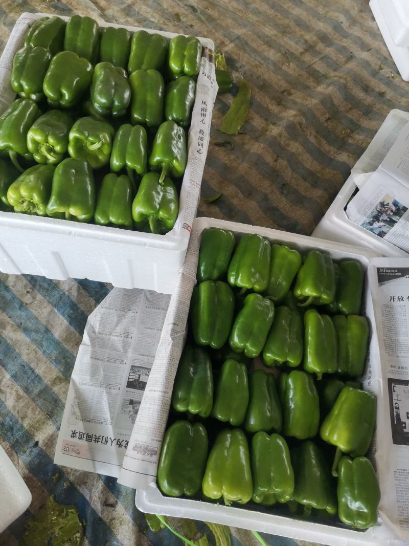 辽宁锦州北镇中安甜椒，冷棚，甜椒，太空椒，方辣椒