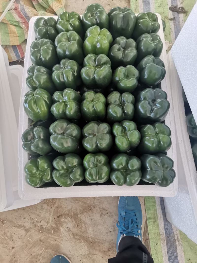辽宁锦州北镇中安甜椒，冷棚，甜椒，太空椒，方辣椒