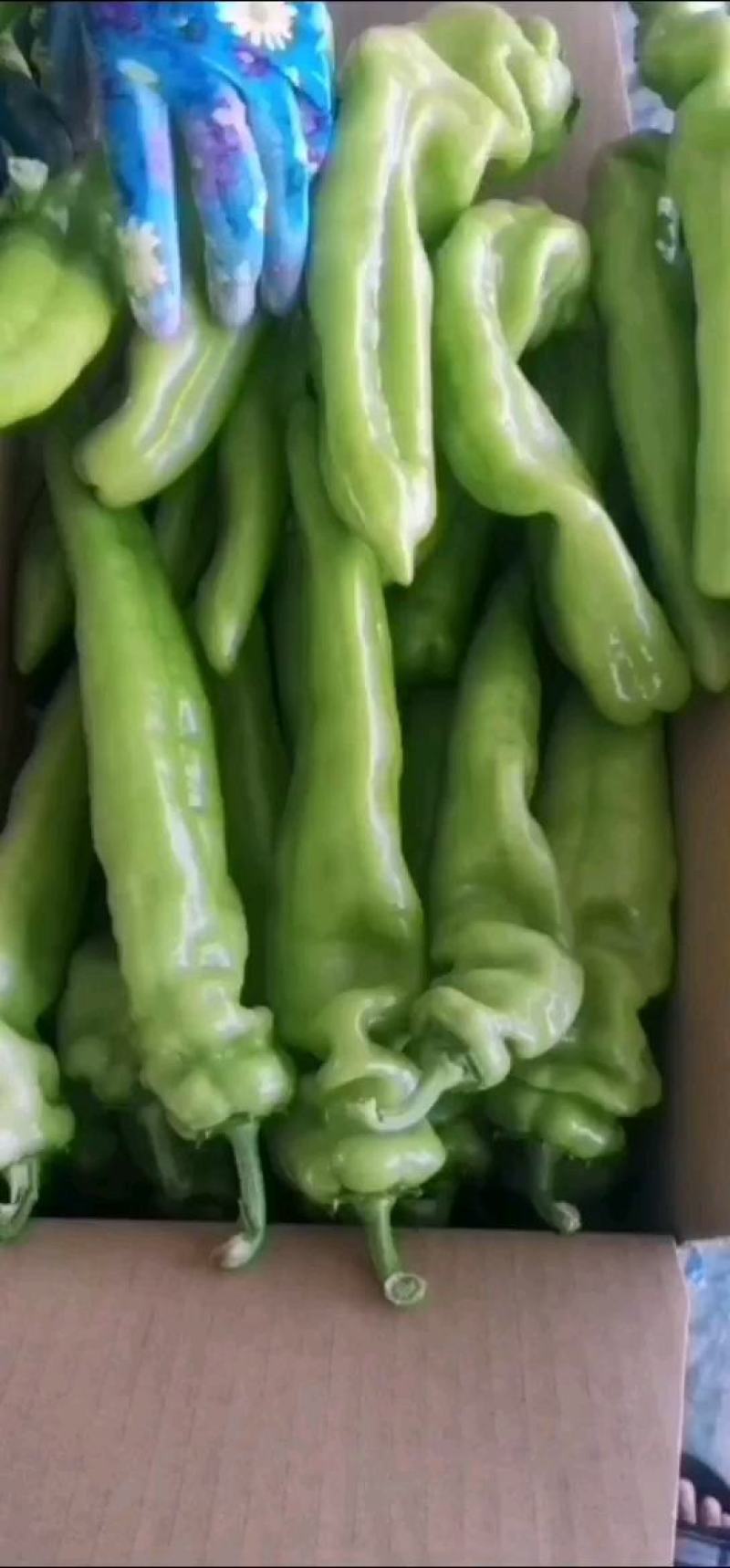 [热卖]辽宁锦州鲜辣椒尖椒产地直发全国发货