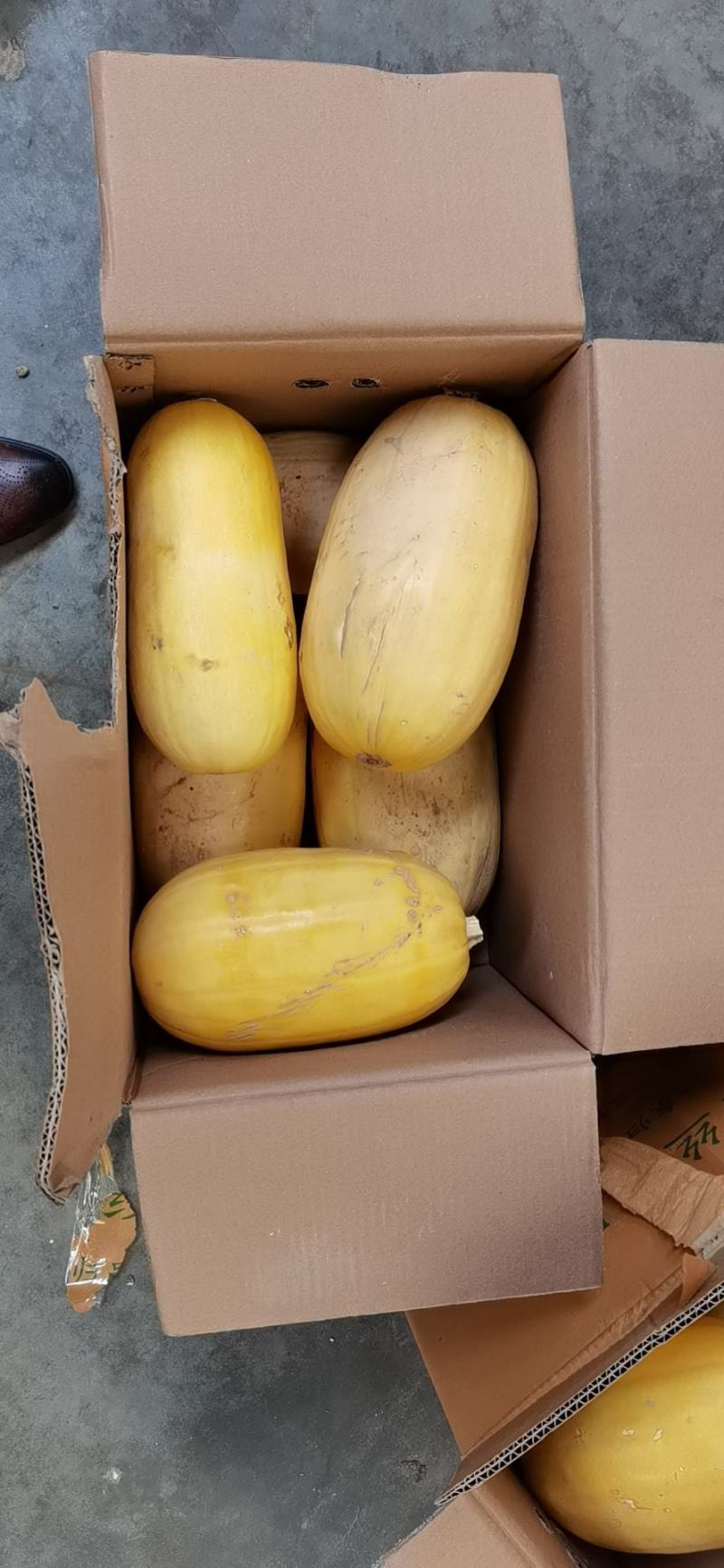 金丝绞瓜大量上市，品质保障，货源充足，基地直发，欢迎咨询