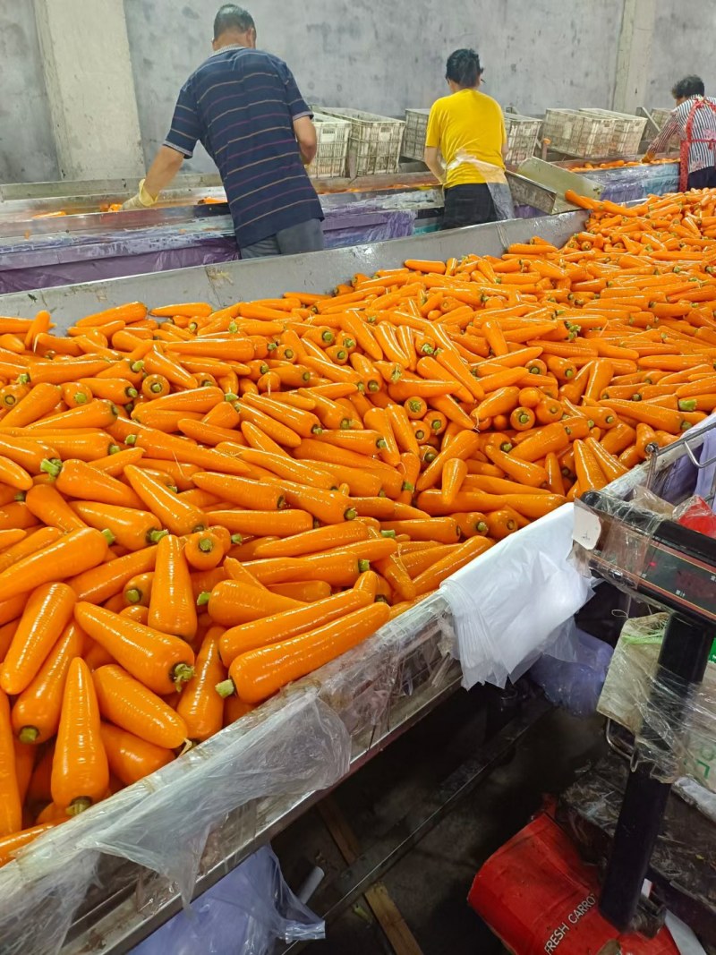 精品胡萝卜2两以上水洗10厘米以上保质保量供货