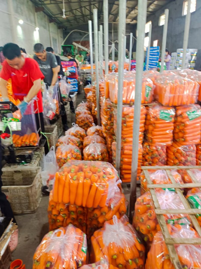 精品胡萝卜2两以上水洗10厘米以上保质保量供货