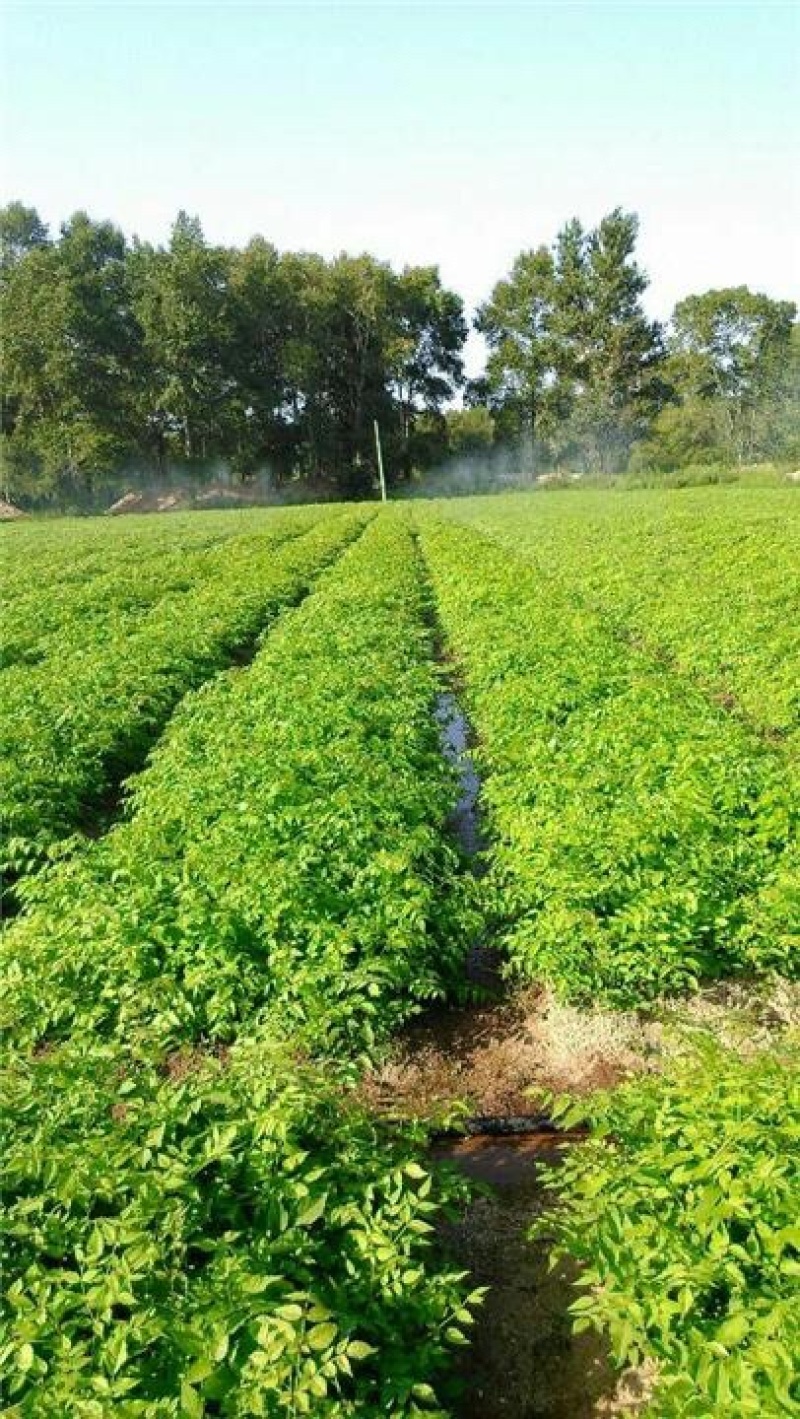 东北抗寒刺嫩芽苗刺老芽苗刺龙芽苗产量高易管理