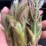 东北抗寒刺嫩芽苗刺老芽苗刺龙芽苗产量高易管理