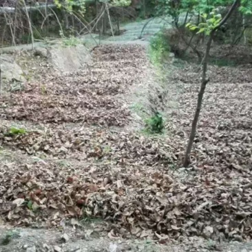 乌天麻高山林下仿野生种植乌天麻鲜货产地货源