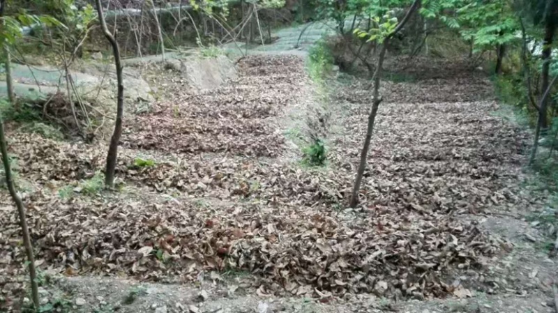 乌天麻高山林下仿野生种植乌天麻鲜货产地货源