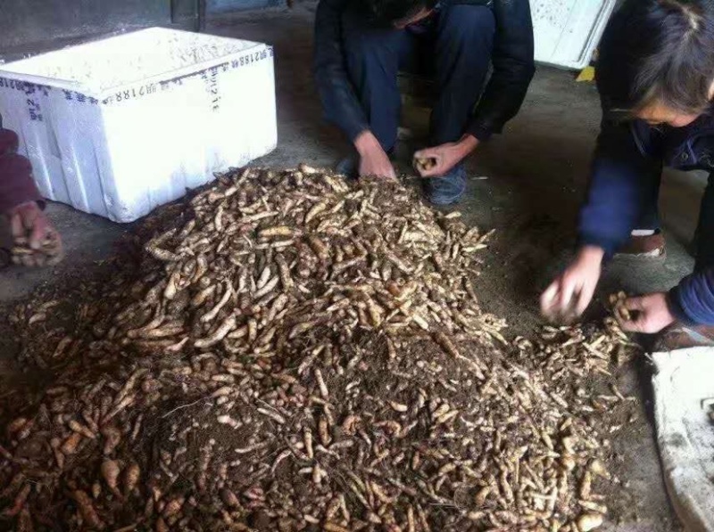 乌天麻高山林下仿野生种植乌天麻鲜货产地货源