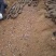 乌天麻高山林下仿野生种植乌天麻鲜货产地货源