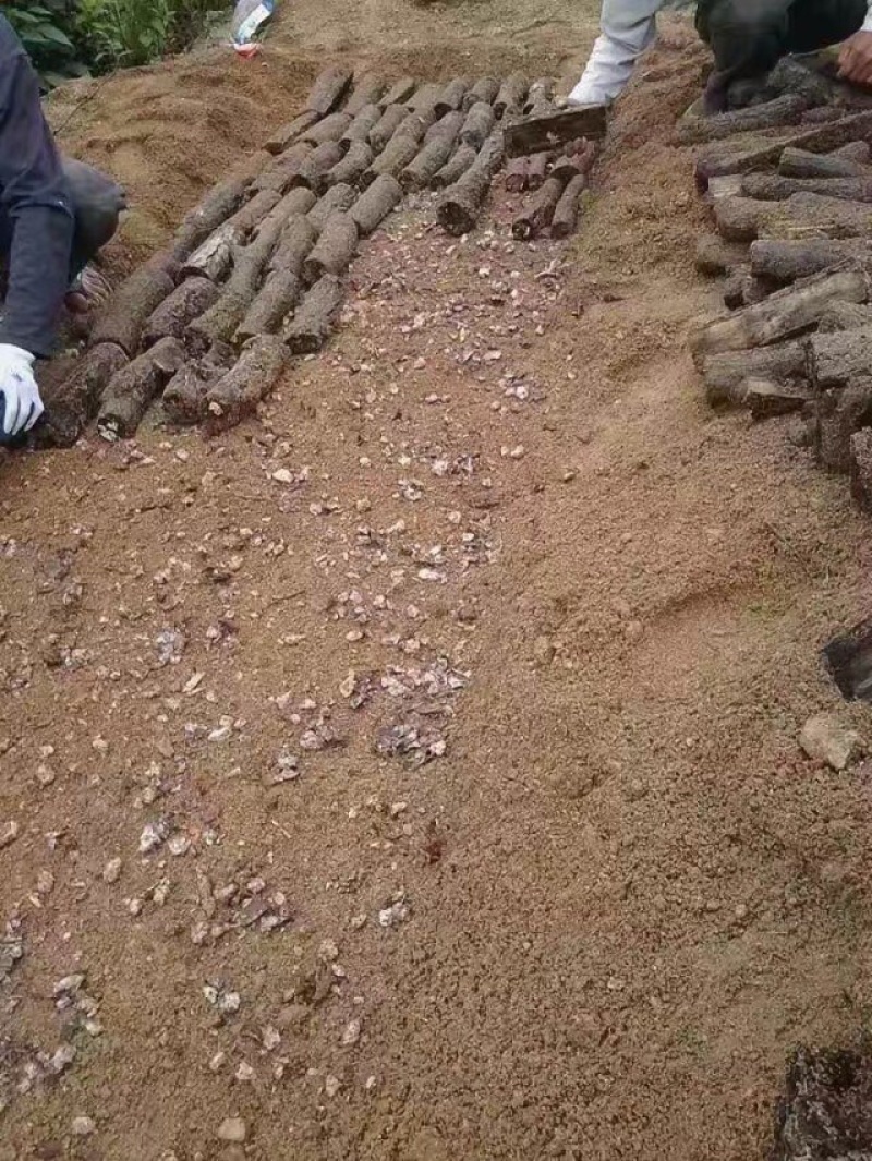 乌天麻高山林下仿野生种植乌天麻鲜货产地货源