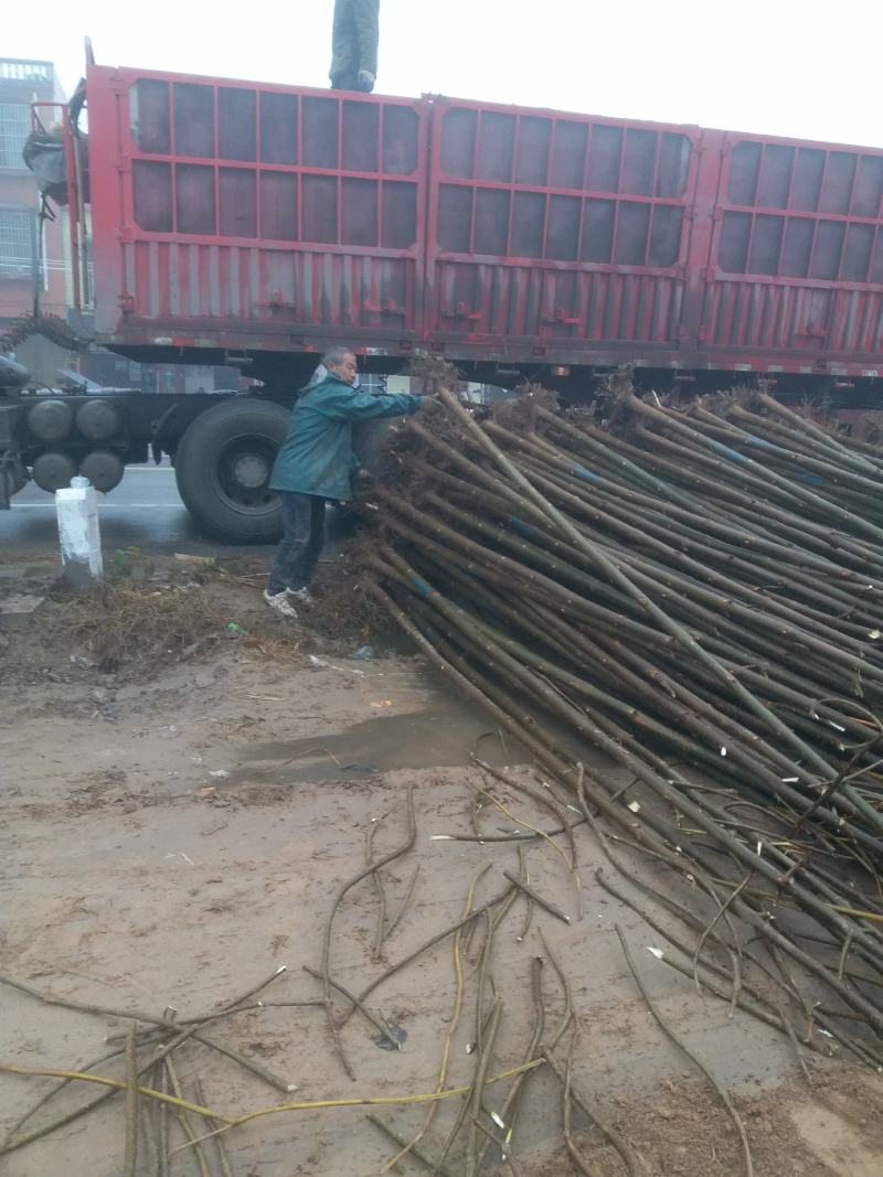 四倍体桐树根，当年可长6公分，河南泡桐树根基地