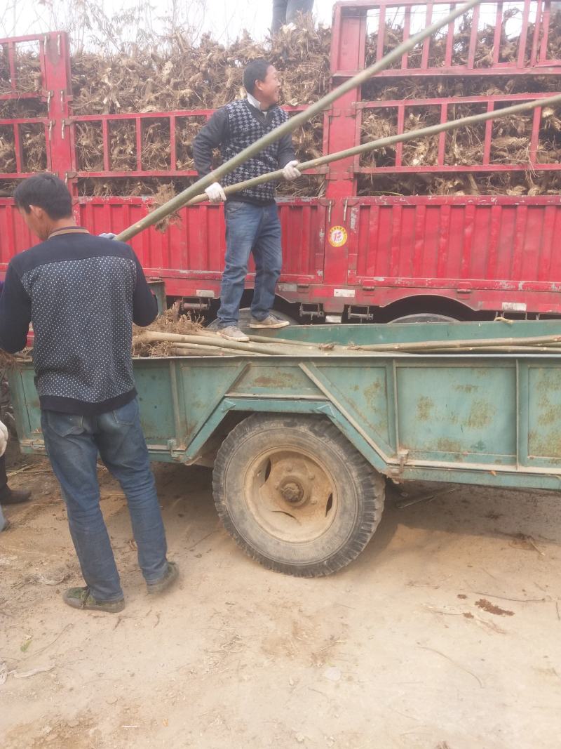 四倍体桐树根，当年可长6公分，河南泡桐树根基地