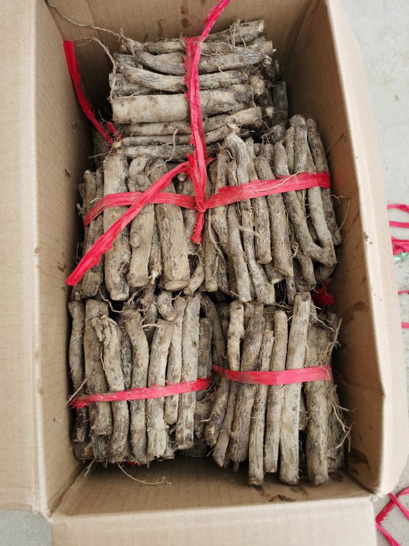 桐树根大量供应，速生四倍体新品种泡桐树根，河南货源
