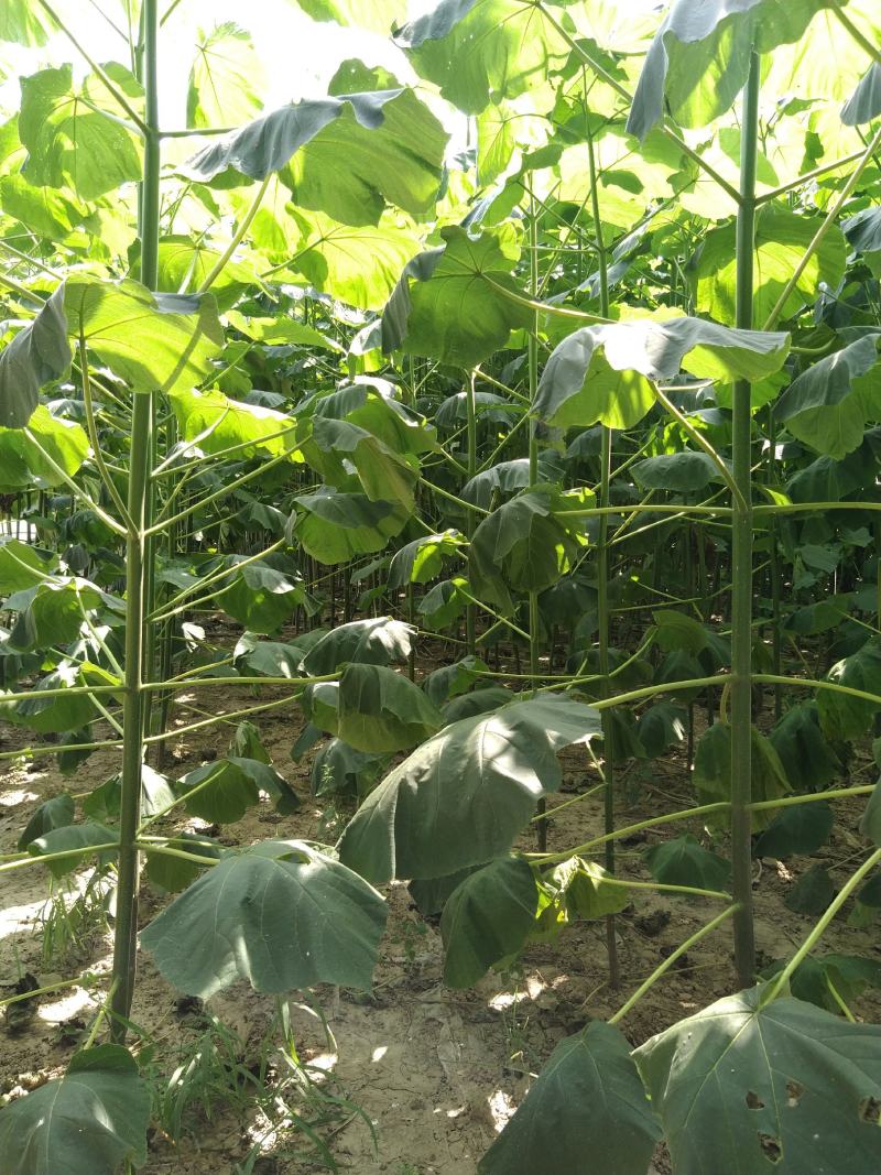 桐树根，泡桐种根四倍体泡桐树根，泡桐树种根