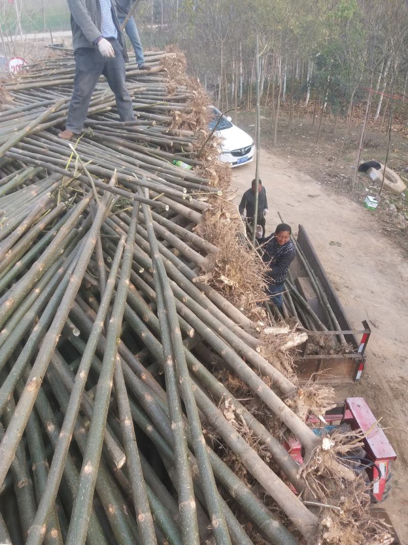 兰考泡桐苗，炮桐苗育树用泡桐树根，泡桐树种根