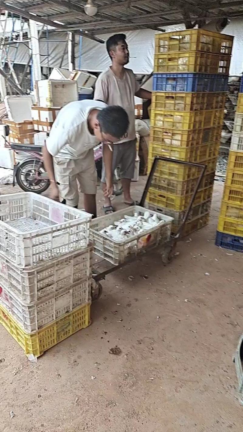 精品乳鸽价格下调，大量批发厂家直供量大从优