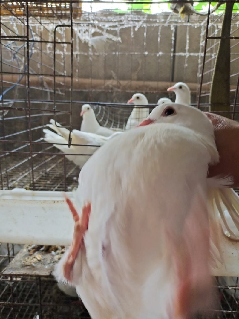 精品乳鸽价格下调，大量批发厂家直供量大从优