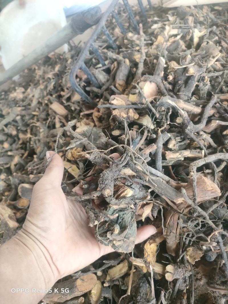 野生睇牛仔又名（苦里根），草药也就是黄药。
