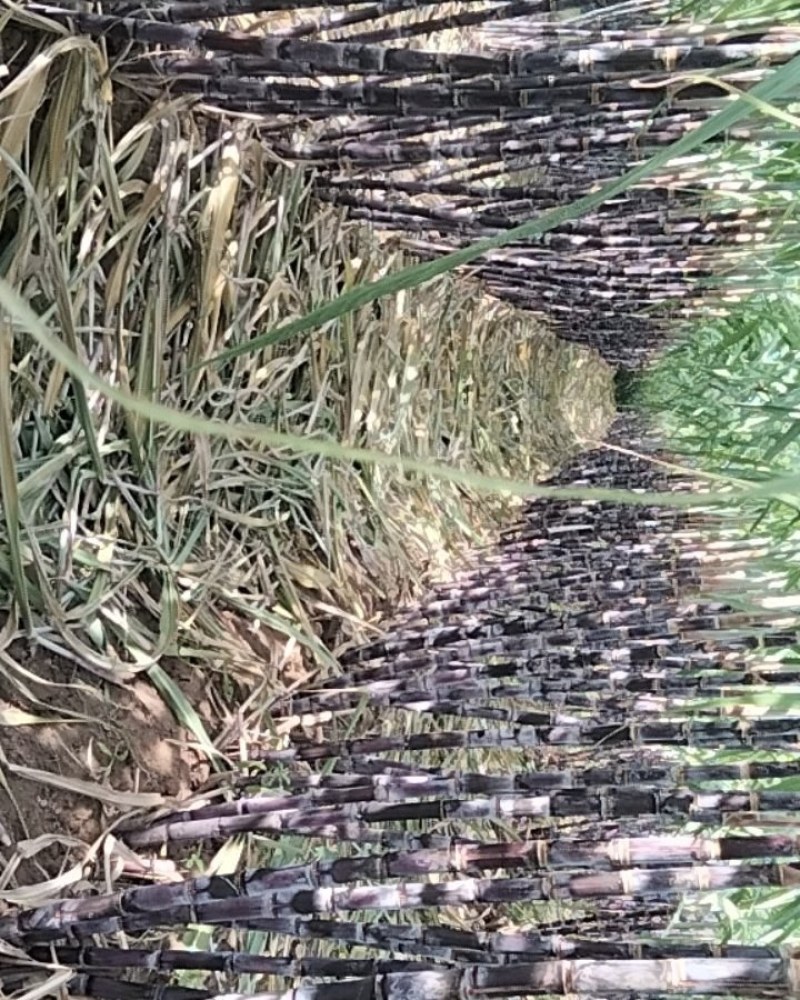 河南省周口市西华县红花镇，黑皮甘蔗，青皮甘蔗大量上市