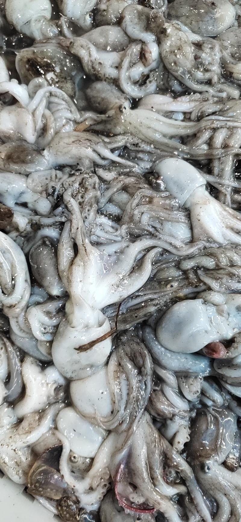 鱿鱼，水兔，八爪鱼批发质量保证一手货源全国发货