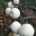 高山奶油苹果