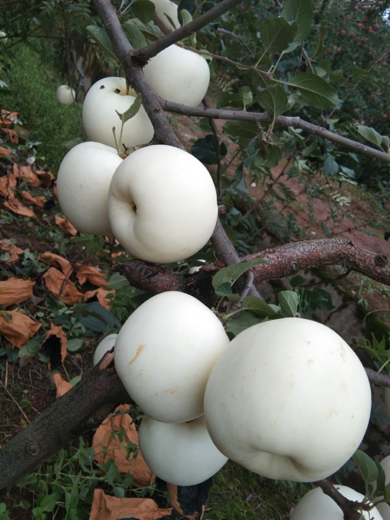 高山奶油苹果