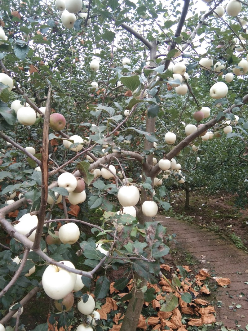 高山奶油苹果