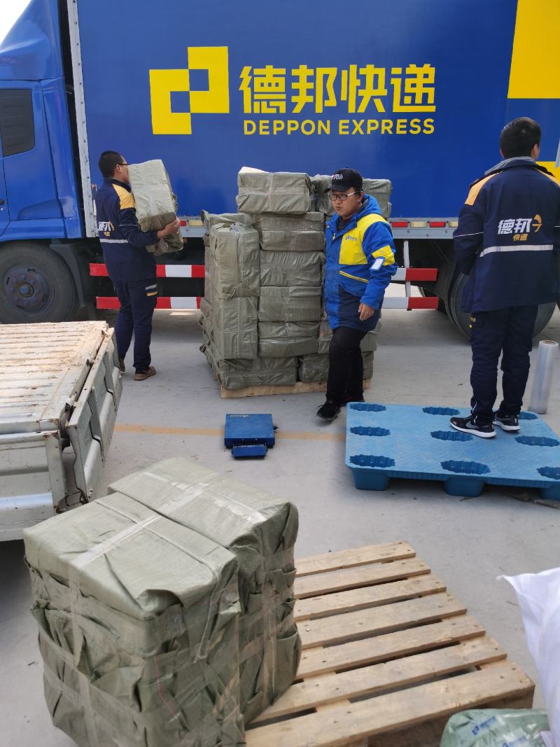 育泡桐苗用根，河南大型泡桐树苗繁育基地提供