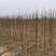 育泡桐苗用种根大型泡桐树苗繁育基地直接提供桐树根