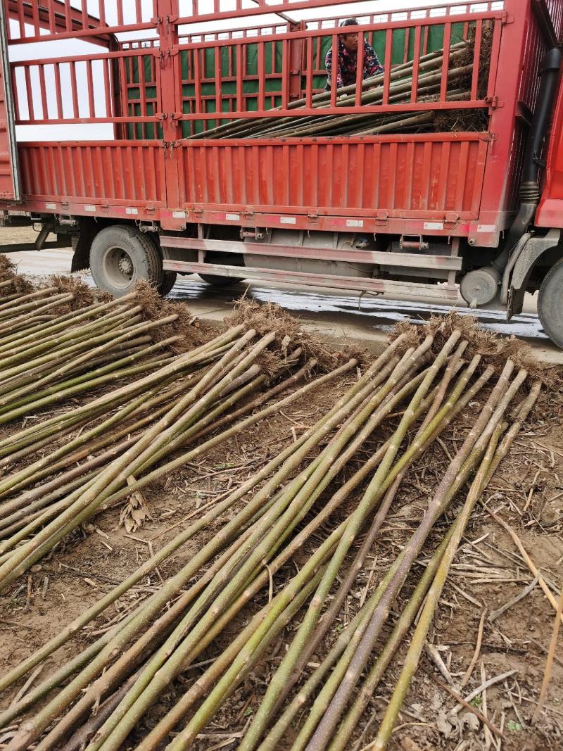 育泡桐苗用种根大型泡桐树苗繁育基地直接提供桐树根