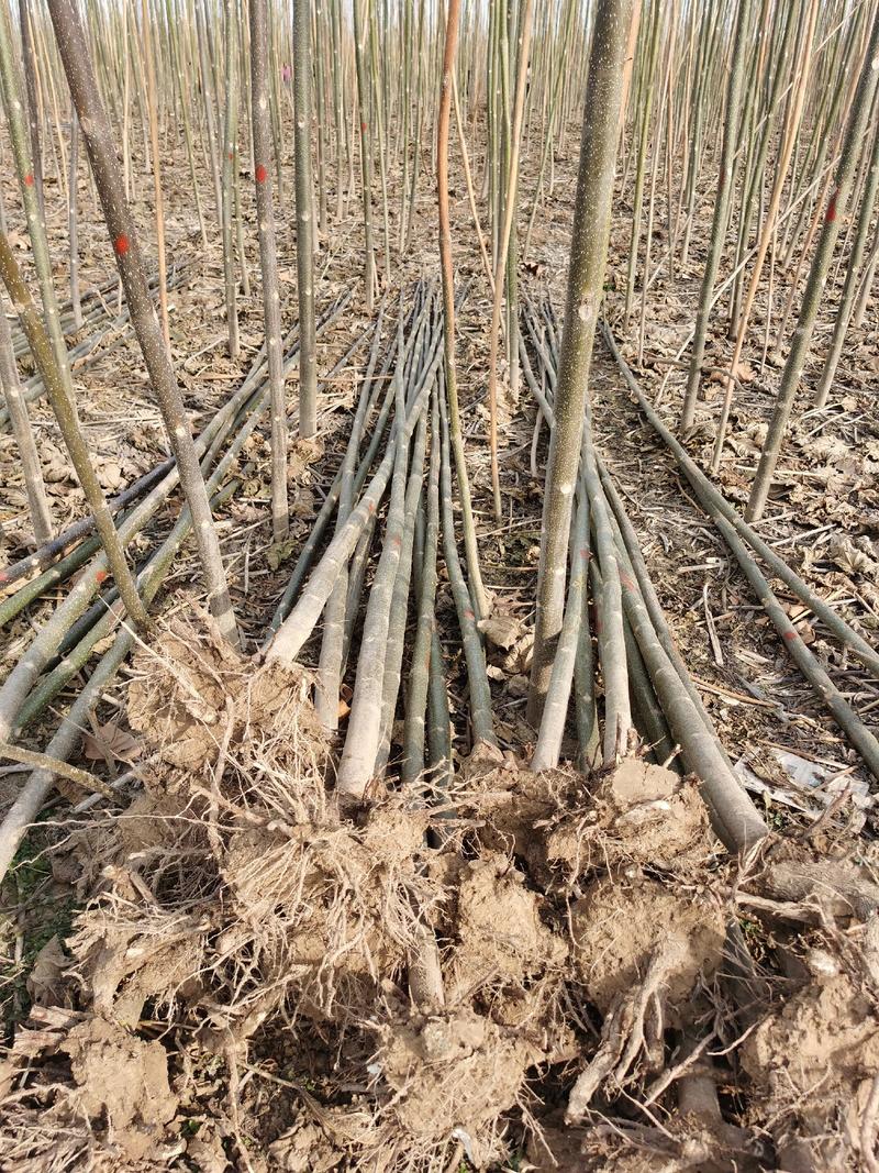育泡桐苗用种根大型泡桐树苗繁育基地直接提供桐树根