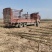 育泡桐苗用种根大型泡桐树苗繁育基地直接提供桐树根