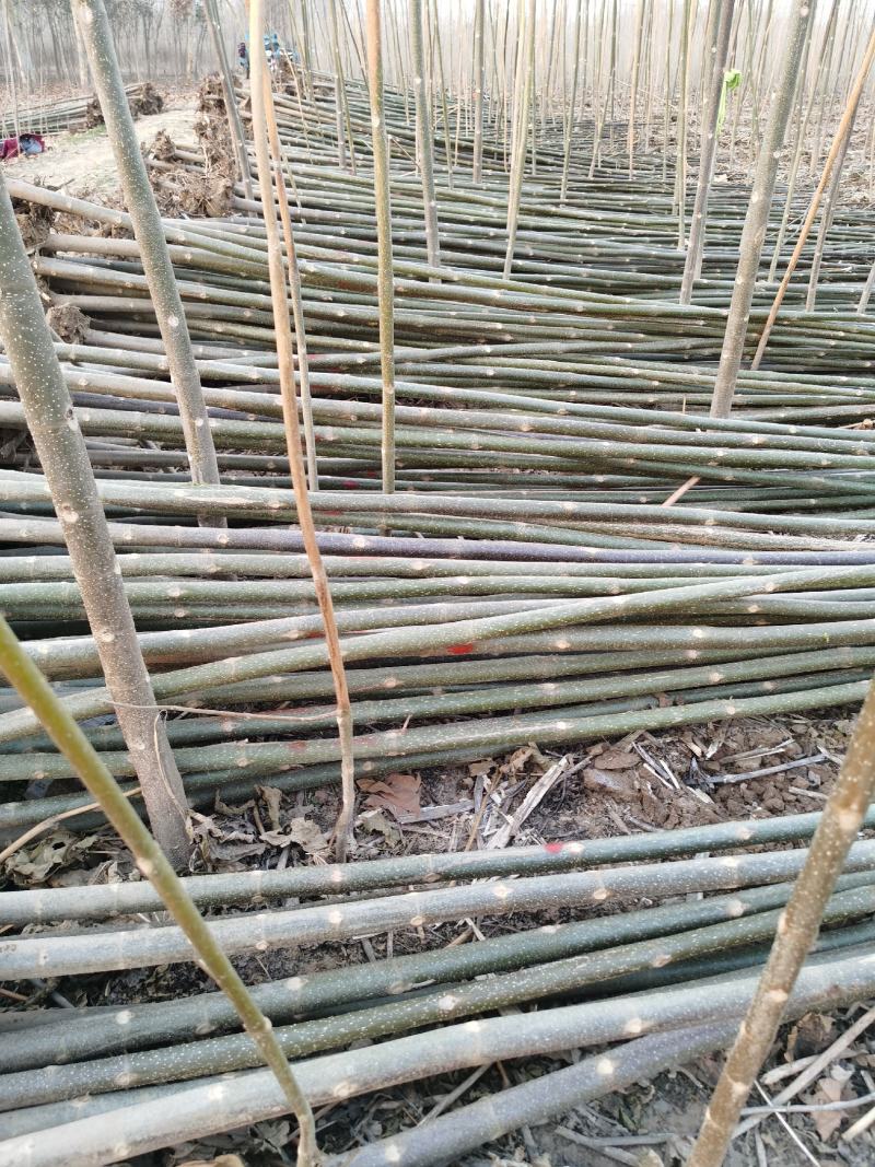 育泡桐苗用种根大型泡桐树苗繁育基地直接提供桐树根