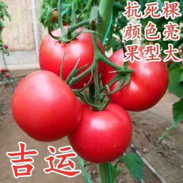 西红柿种子吉运番茄种子粉果大果耐寒高产颜色靓丽果型周正