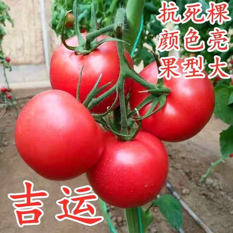 西红柿种子吉运番茄种子粉果大果耐寒高产颜色靓丽果型周正