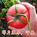 西红柿种子吉运番茄种子粉果大果耐寒高产颜色靓丽果型周正