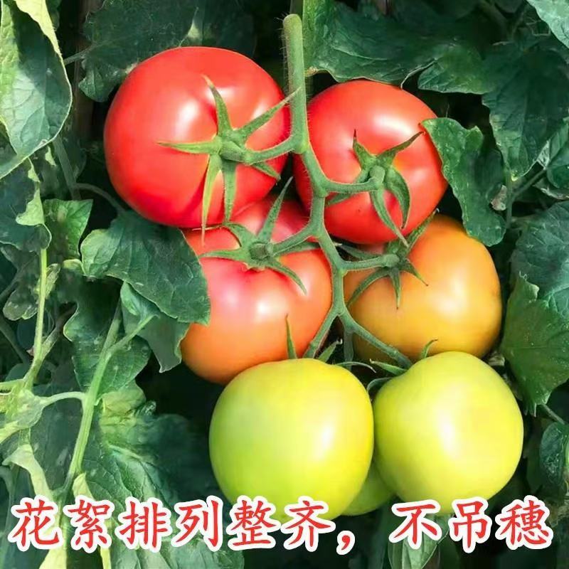 西红柿种子吉运番茄种子粉果大果耐寒高产颜色靓丽果型周正