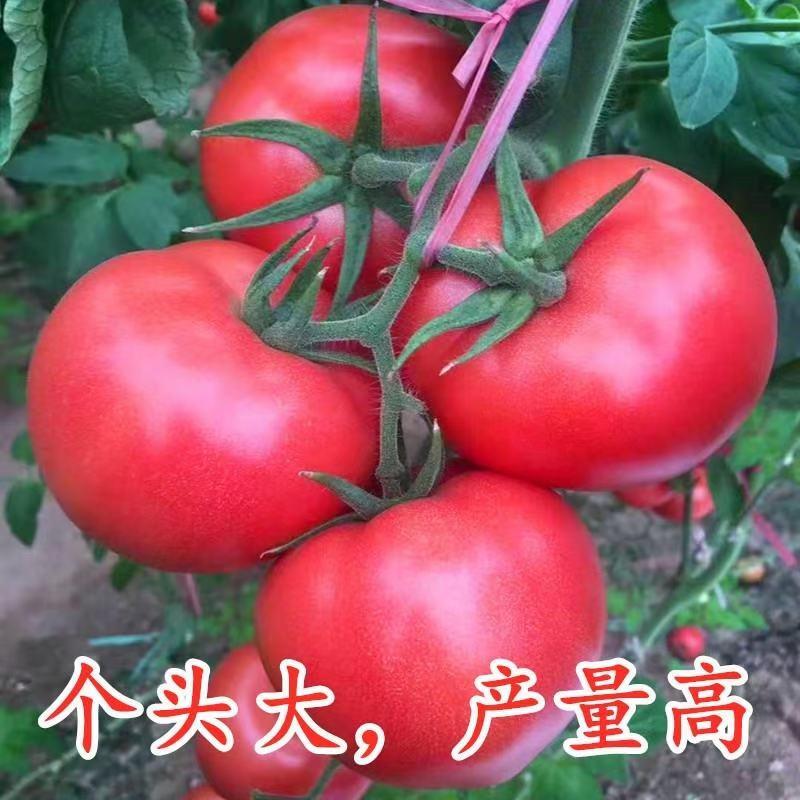 西红柿种子吉运番茄种子粉果大果耐寒高产颜色靓丽果型周正