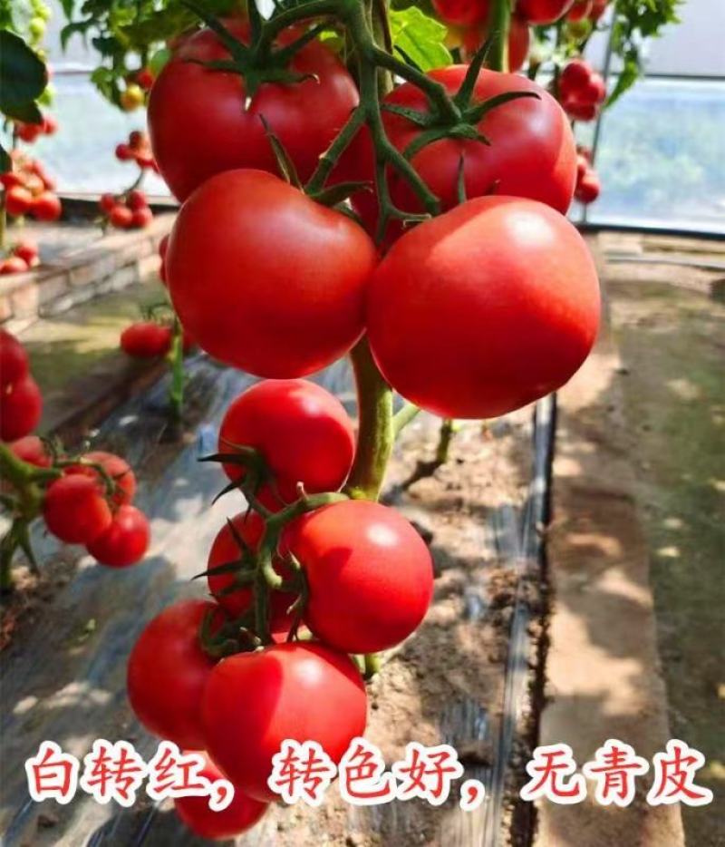 西红柿种子吉运番茄种子粉果大果耐寒高产颜色靓丽果型周正
