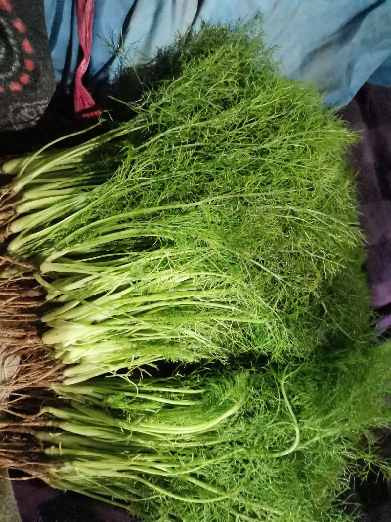 茴香苗基地邯郸茴香苗产地销售亏本销售