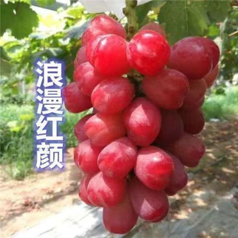 蓝宝石葡萄苗阳光玫瑰。品种纯正