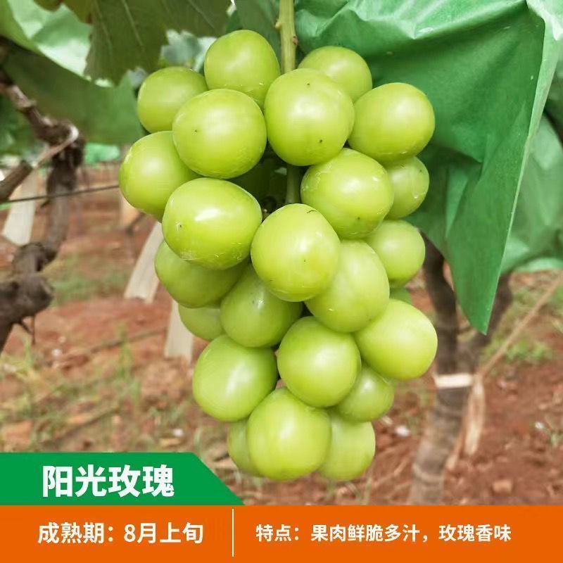 蓝宝石葡萄苗阳光玫瑰。品种纯正