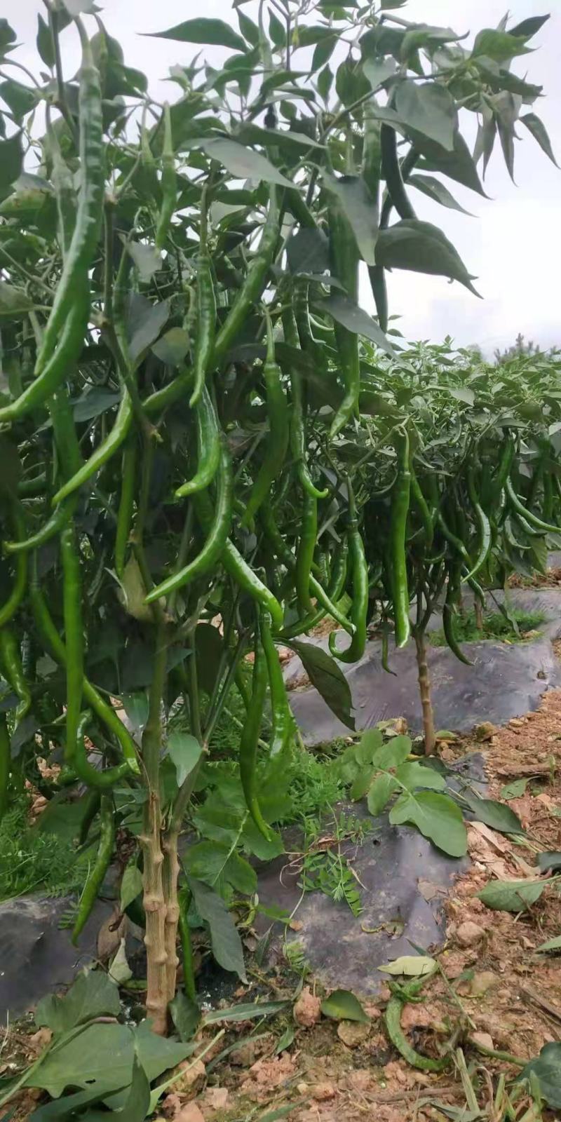 三号鲜线椒当天摘当天发