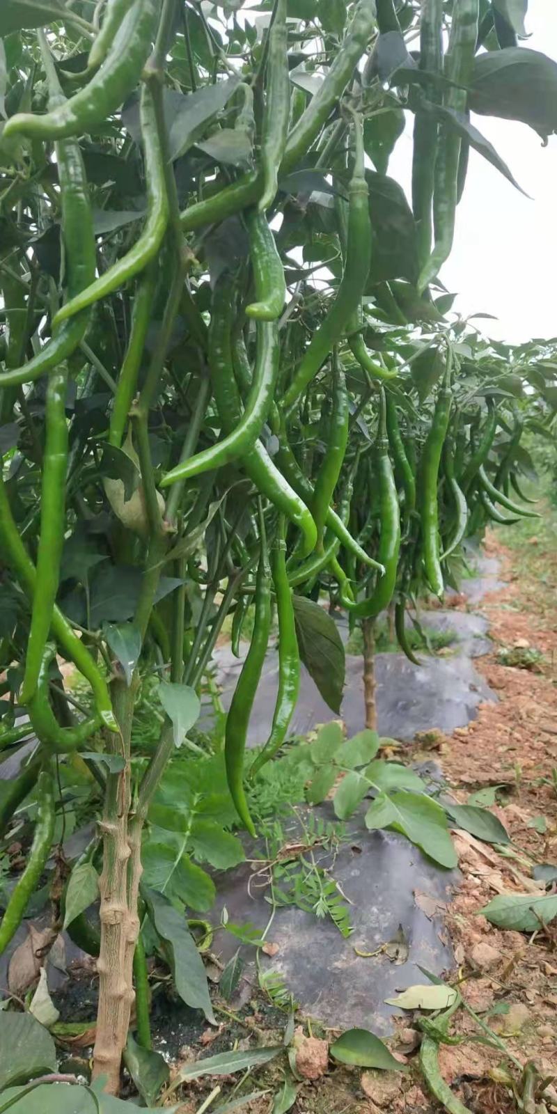 三号鲜线椒当天摘当天发