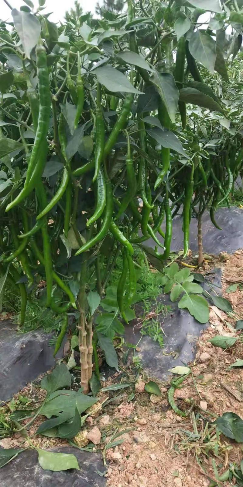 三号鲜线椒当天摘当天发